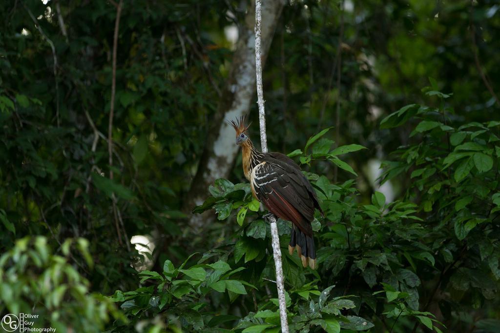 Jamu Lodge Puerto Montufar Buitenkant foto