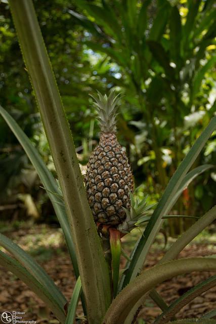 Jamu Lodge Puerto Montufar Buitenkant foto